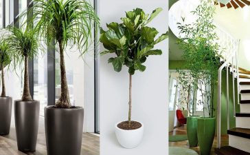 cropped-18-Best-Large-Indoor-Plants-for-Home-Offices5.jpg