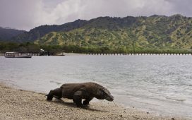 Pulau Komodo. Sumber foto: Wikimedia