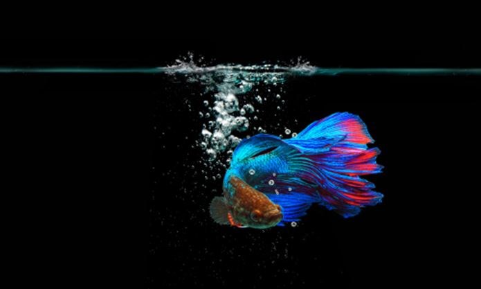 Beta fish, salah satu ikan yang mudah dipelihara. Sumber foto: dynamicmedia