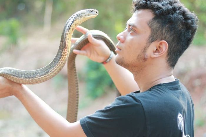 Panji Petualang dikenal dengan keahliannya menangani jenis ular yang berbahaya.