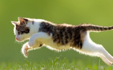 cat-leaping