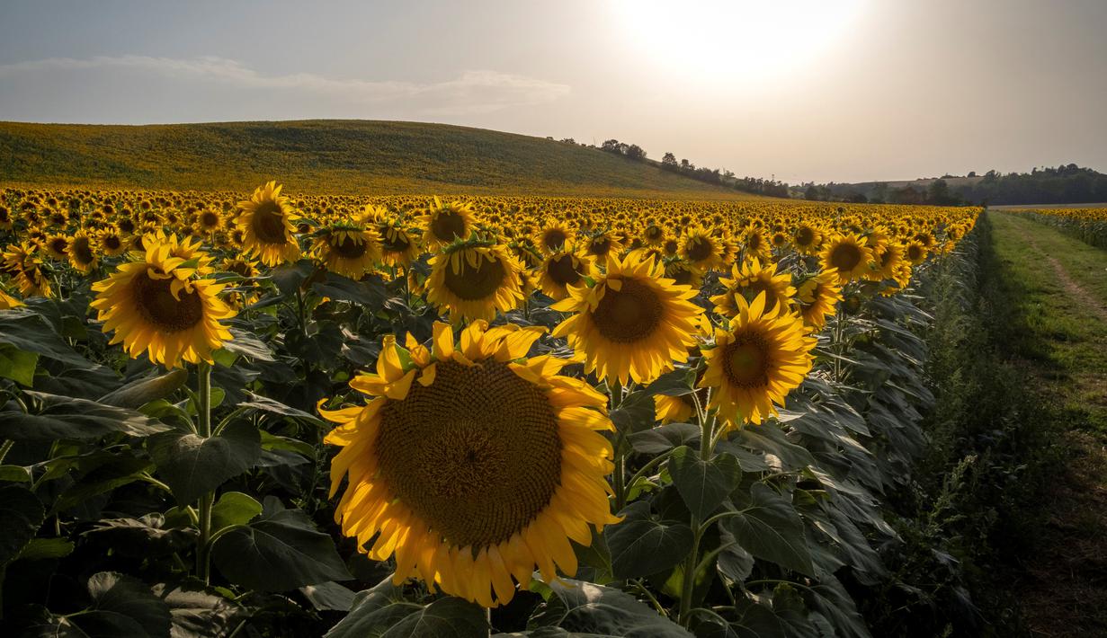Kala Bunga Matahari Jadi Simbol Bagi Dunia Yang Bebas Nuklir