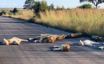 Sumber foto: Kruger National Park