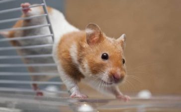 Hamster-in-a-lab-e1500586159609