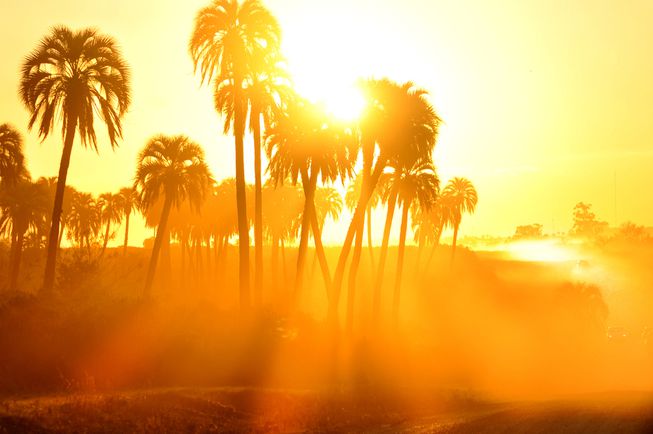 palm_trees_hot_sun.jpg.653x0_q80_crop-smart