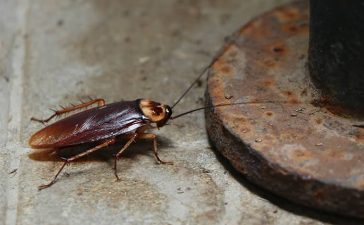 cockroaches-identification.v1