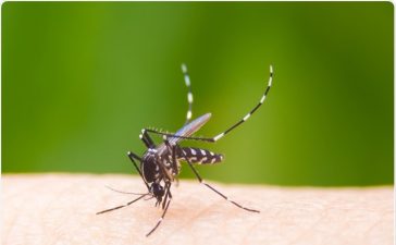 mosquito-dengue-newsmedical