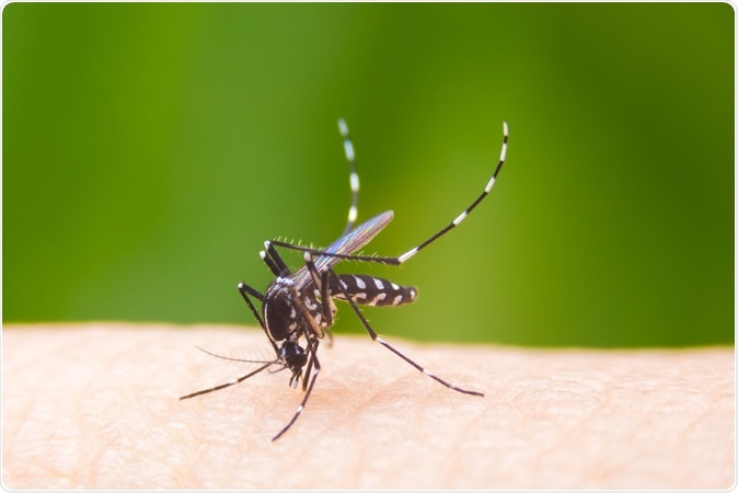 mosquito-dengue-newsmedical
