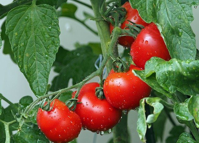 tomatoes-1561565_640.jpg
