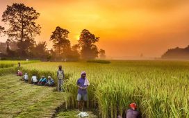 Ilustrasi petani. Dok/The Economic Times