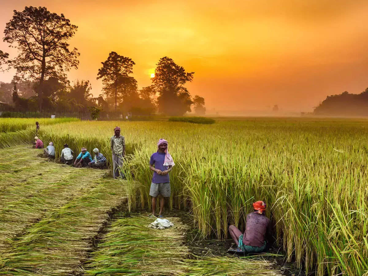 Ilustrasi petani. Dok/The Economic Times