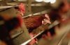 Flu burung H10N3 pada manusia muncul di China