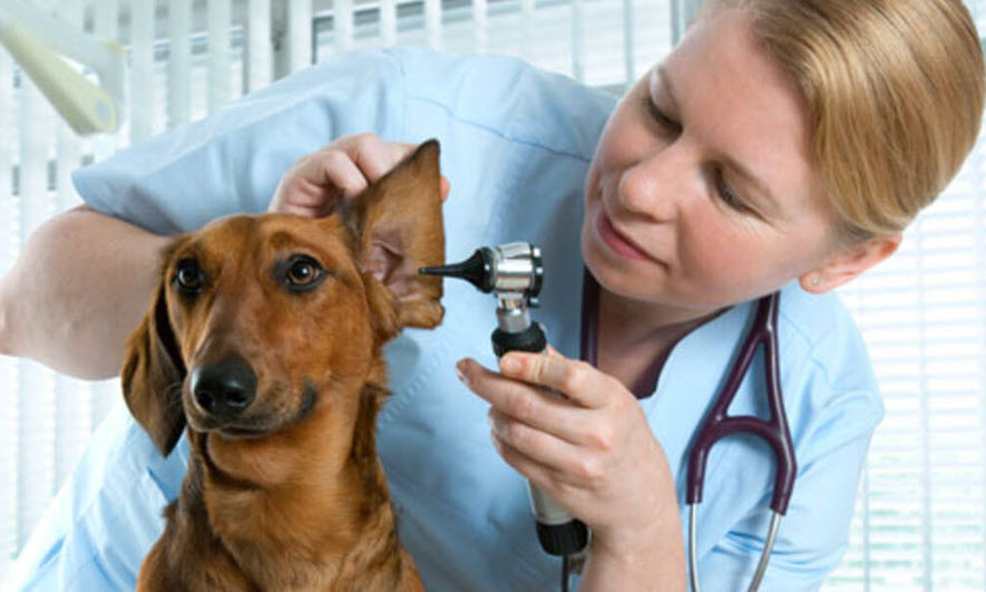 Keterampilan teknis yang dibutuhkan oleh dokter hewan dan jalur karier yang bisa dipilih.