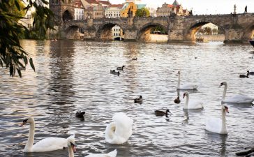 swans-family-floating-relax-swim-finding-food-vltava-river-old-town-near-charles-bridge-prague-czech-republic_258052-3743