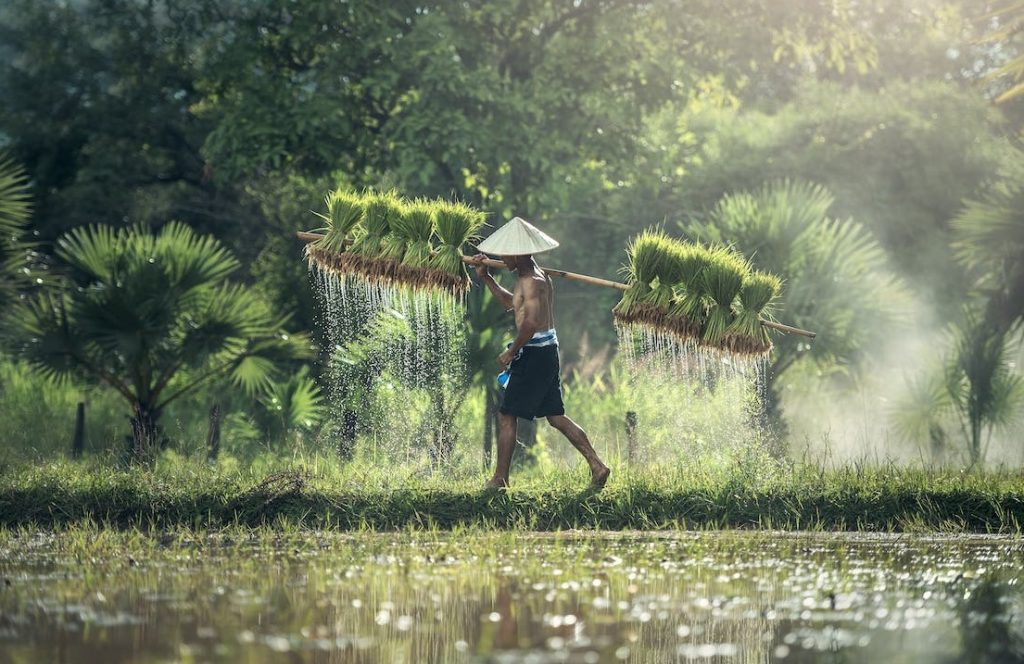 Ilustrasi petani-pekerja pertanian