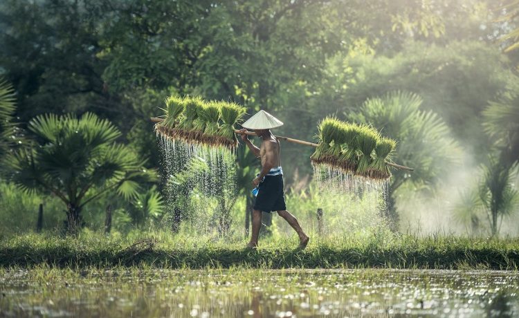 Ilustrasi petani-pekerja pertanian