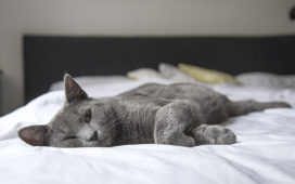 Ilustrasi berbagi tempat tidur dengan hewan peliharaan apakah aman untuk kesehatan?