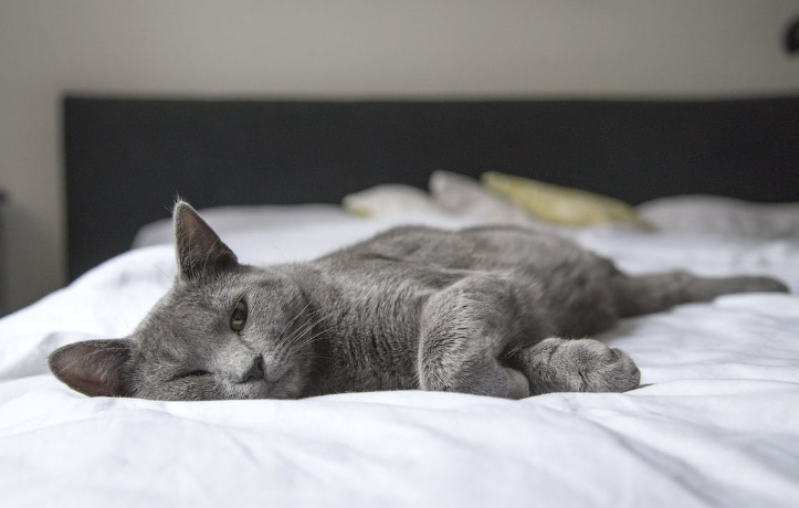 Ilustrasi berbagi tempat tidur dengan hewan peliharaan apakah aman untuk kesehatan?